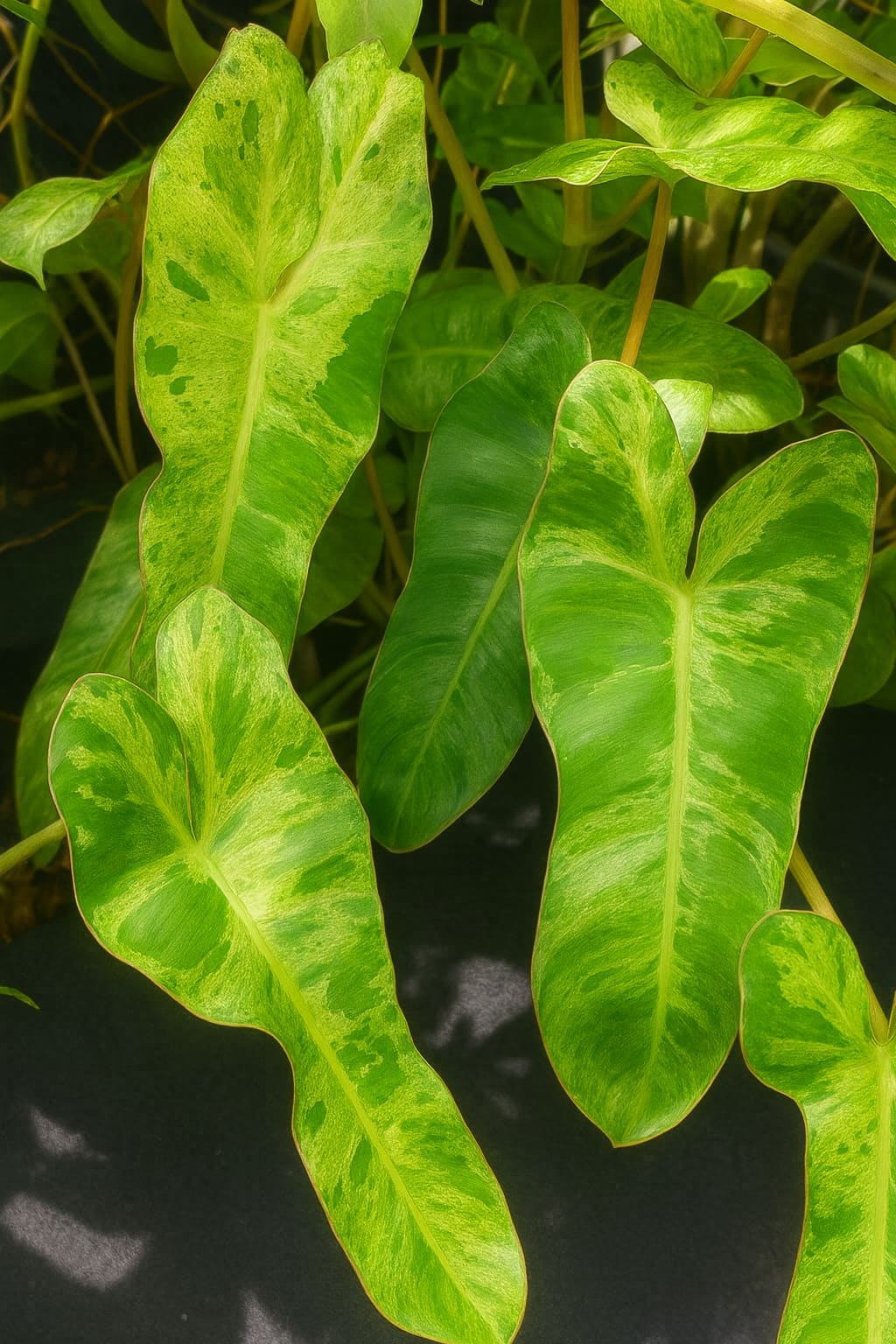 May Flowers Horticulture Installation 19